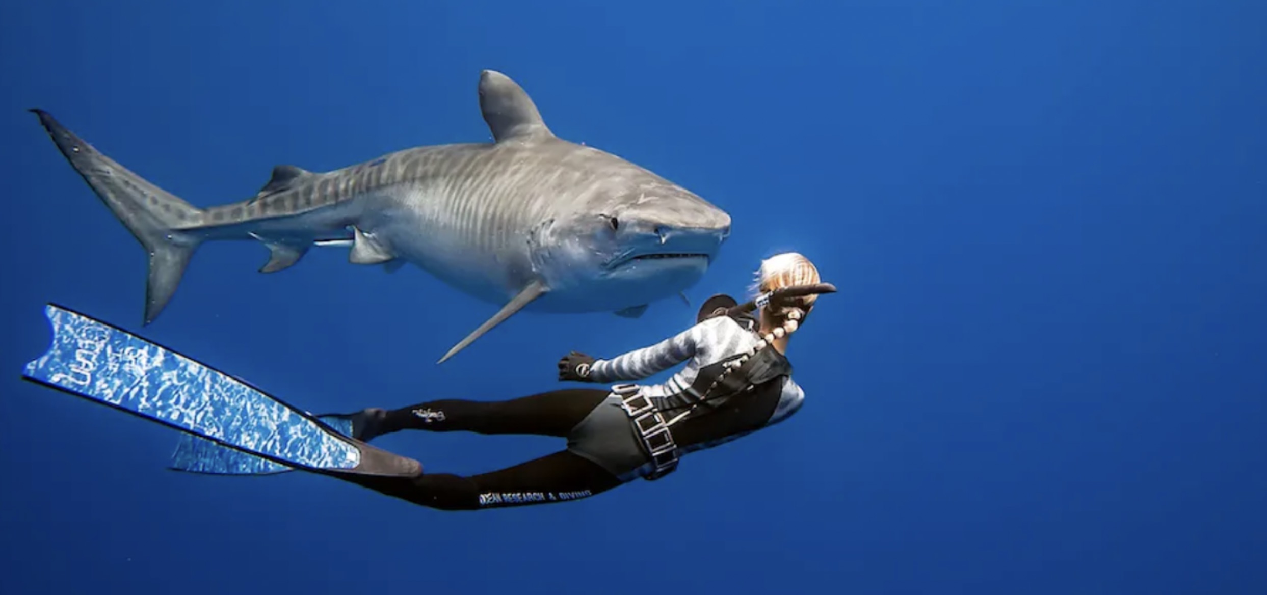 swim with sharks - Jean Research & Diving